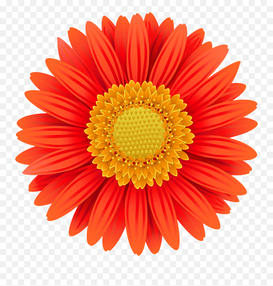 Gerber Daisy Clipart - Gerbera Flower Png,Daisy Png