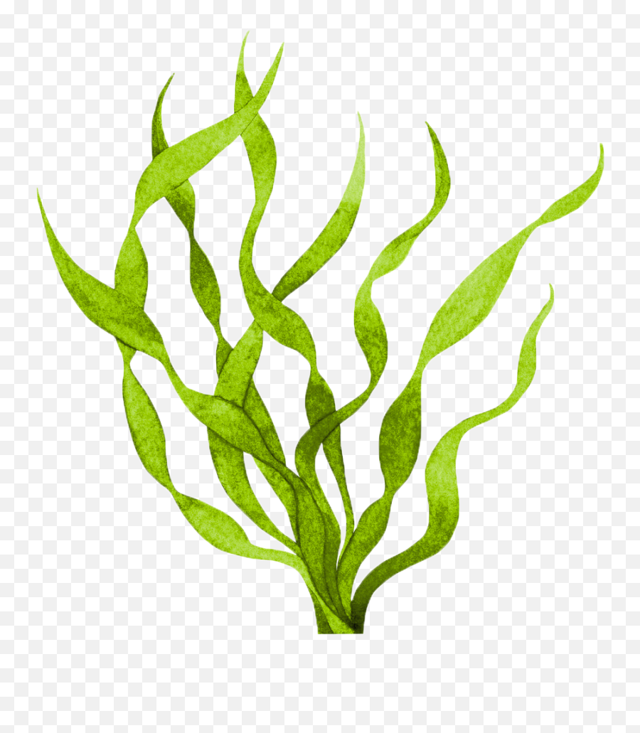 Gdg - Seaweed Png,Algae Png