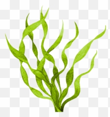 Gdg - Seaweed Png,Algae Png