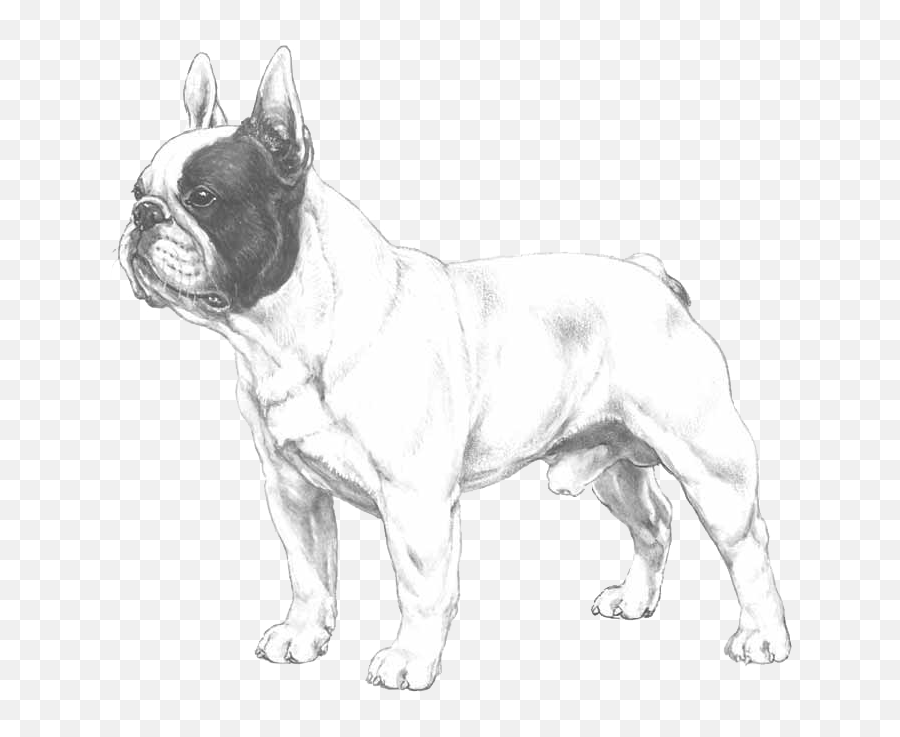 French Bulldog - Pedigreed Breeds Dogwellnetcom French Bulldog Illustrated Breed Standard Png,Bulldog Transparent Background