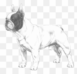 French Bulldog - Pedigreed Breeds Dogwellnetcom French Bulldog Illustrated Breed Standard Png,Bulldog Transparent Background