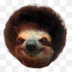 Sloth Ross - Bob Ross And Sloths Full Size Png Download Png Sloth,Sloth Png