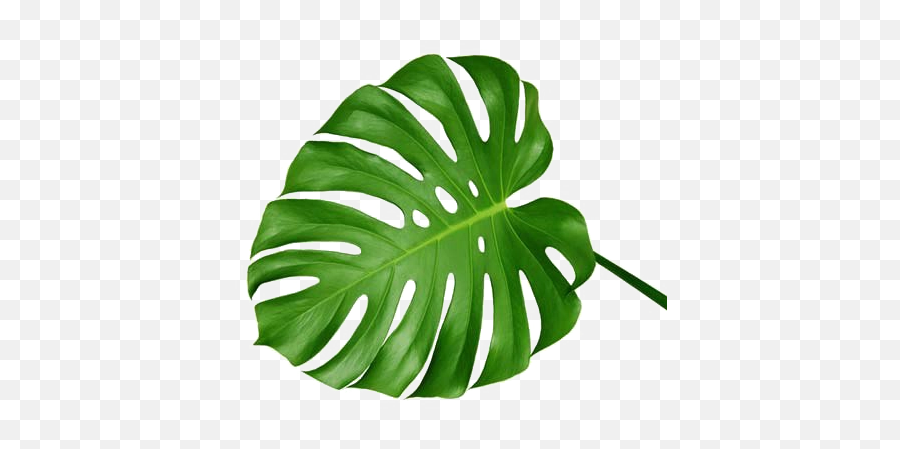 Palm Leaves Transparent Png - Swiss Cheese Plant Leaf,Palm Leaves Transparent