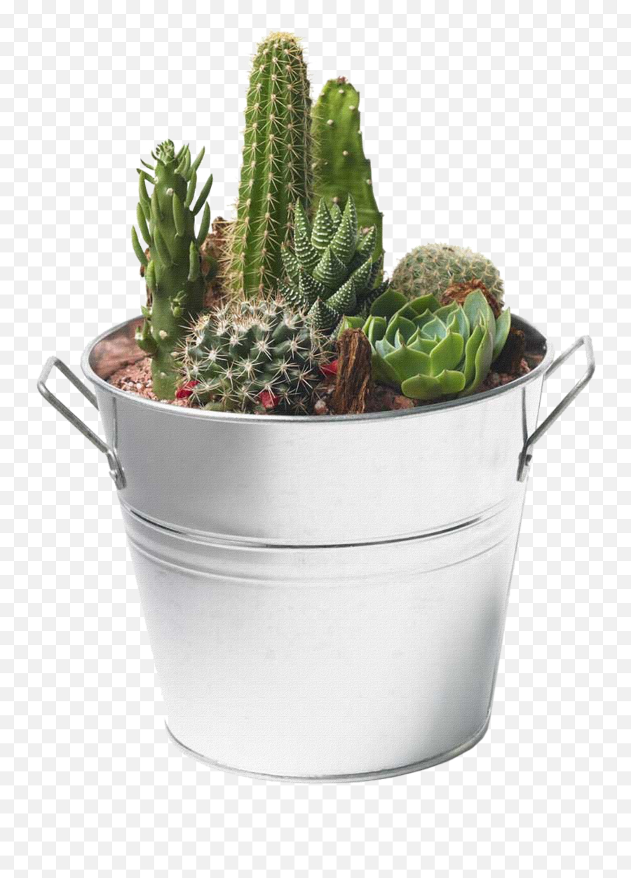 Cactus Png Image Free Picture - Transparent Background Succulent Plants Png,Cactus Clipart Png