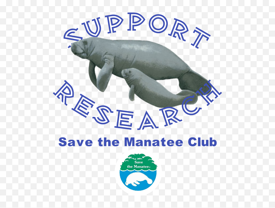 Manatee Monday Threats To Manatees Aside From Watercraft - Manatee Png,Manatee Png