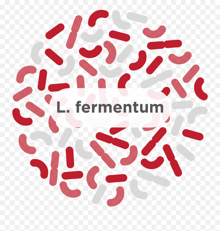 L Fermentum - A Common Probiotic Strain Humarian Bacteria Png,L Transparent