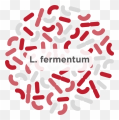L Fermentum - A common probiotic strain Humarian Bacteria png