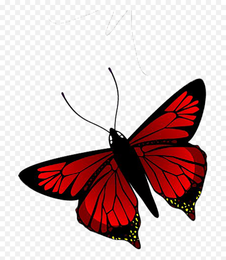 Red Butterfly Tumblr Wallpapers - Wallpaper Cave Red Butterfly Transparent Background Png,Butterfly Transparent Background