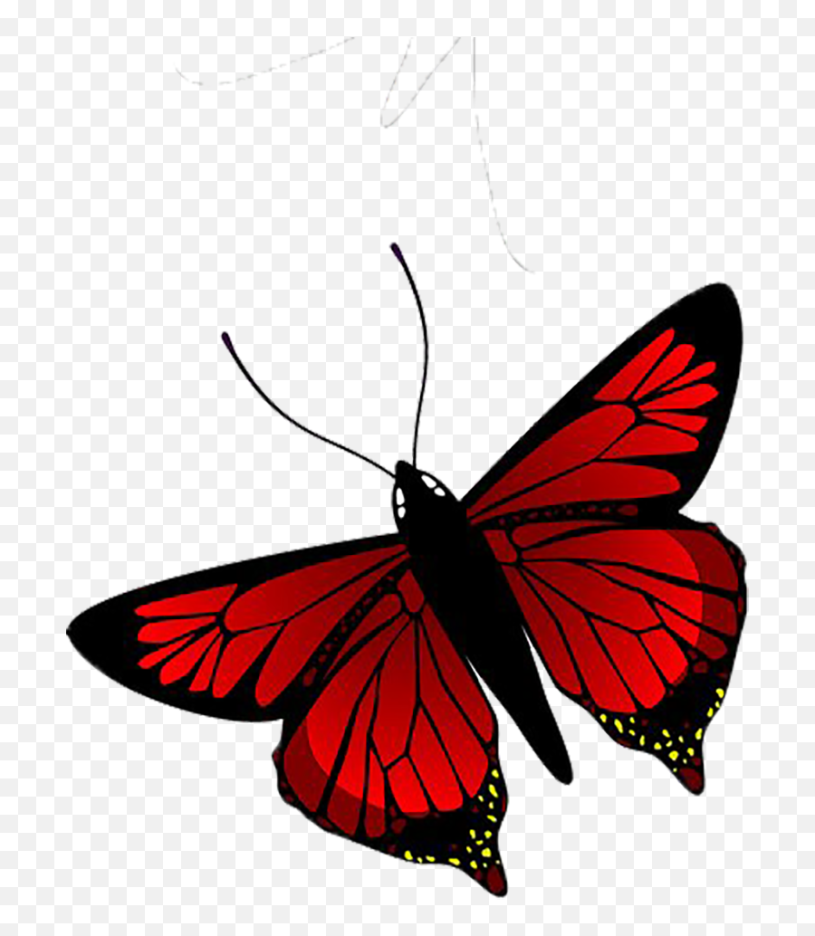 Red Butterfly HD Wallpapers  Wallpaper Cave