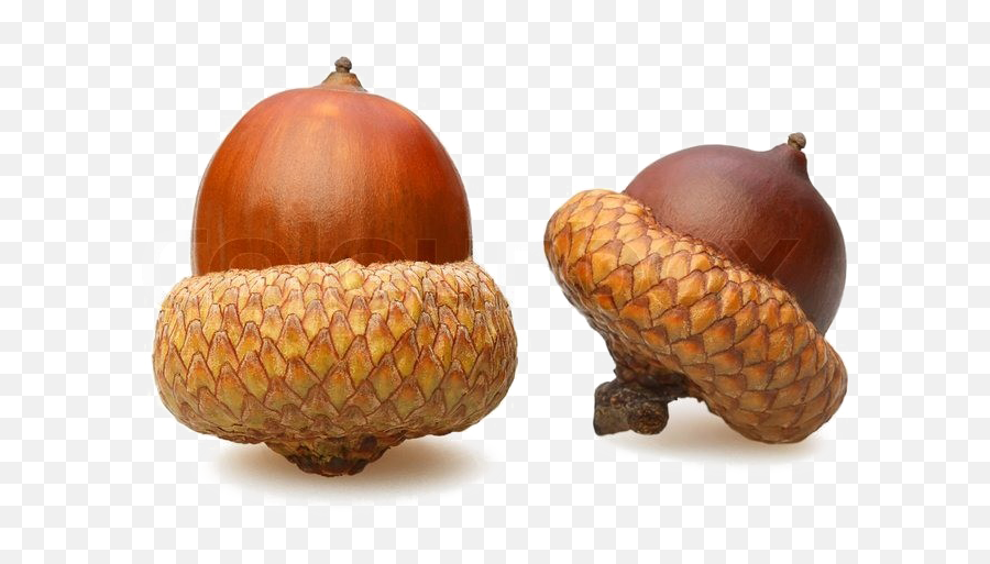 Acorn Png Download Image - Acorns With Transparent Background,Acorn Png