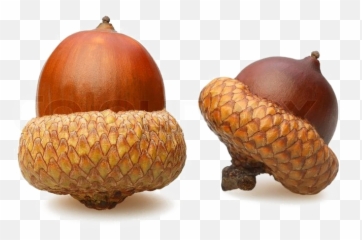 Acorn Png Download Image - Acorns With Transparent Background,Acorn Png