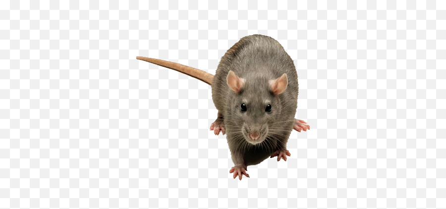 Rats And Rodent Control - Norway Rat Png,Rodent Png