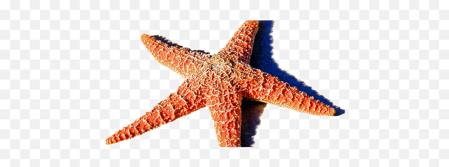 Starfish - Estrela So Mar Png,Blue Starfish Logo
