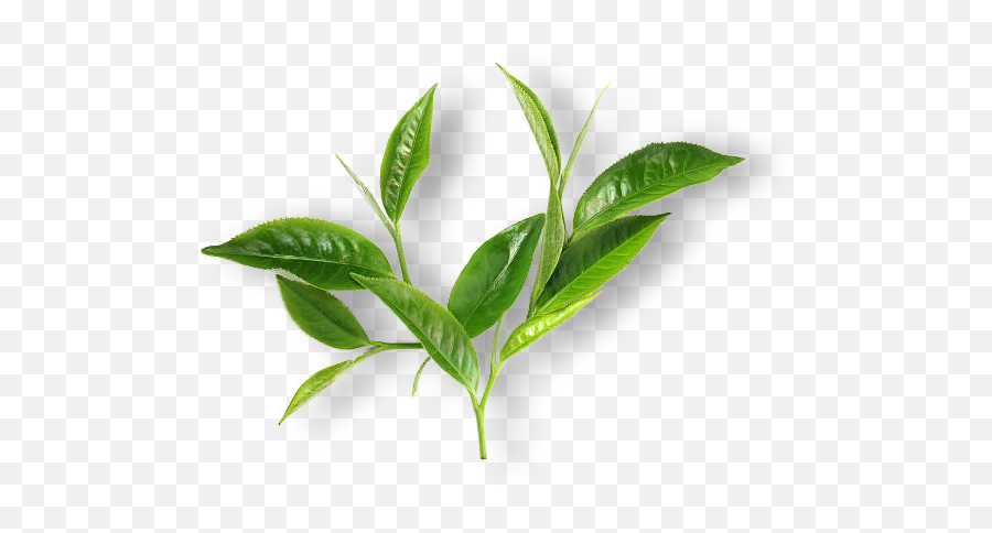 Download Healthy Tea - Leaft Matcha Png,Tea Leaf Png