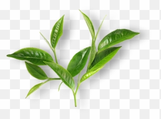 Download Healthy Tea - Leaft Matcha png