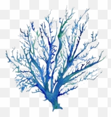 Blue Coral - Tree png