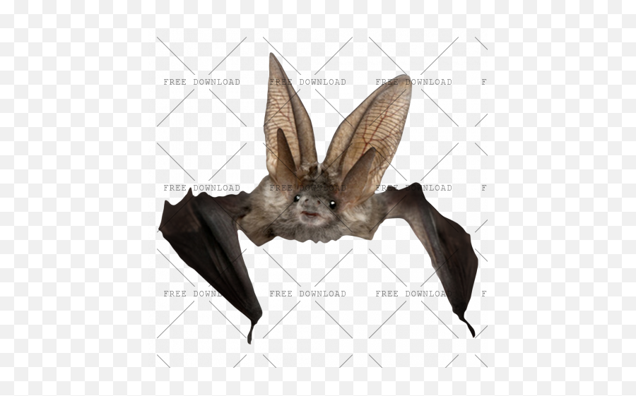 Png Image With Transparent Background - Can You Keep A Bat As A Pet,Bat Transparent