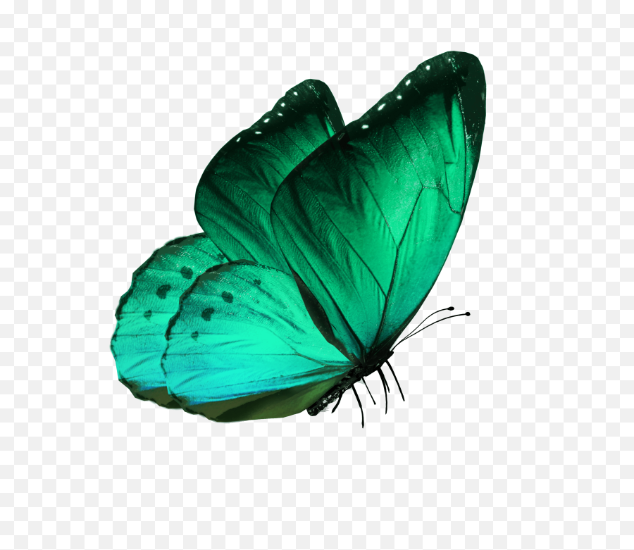 Transparent - Blue Morpho Butterfly Side View Png,Butterfly Transparent