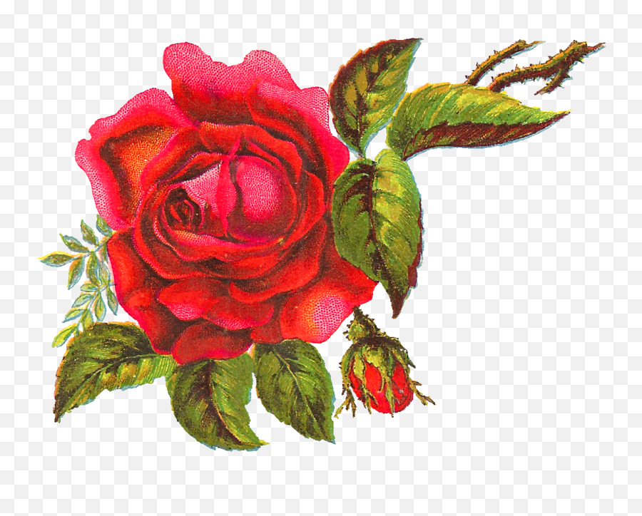 Antique Images Digital Red Rose Free Flower Clip Art - Red Rose Art Png,Artwork Png