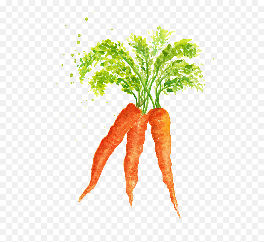 Watercolor Vegetables And Carrots Png - Watercolor Vegetables Png,Carrots Png