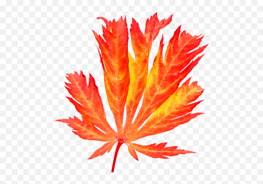 Red Maple Leaf In Autumn - Photos By Canva Japanese Maple Png,Japanese Maple Png