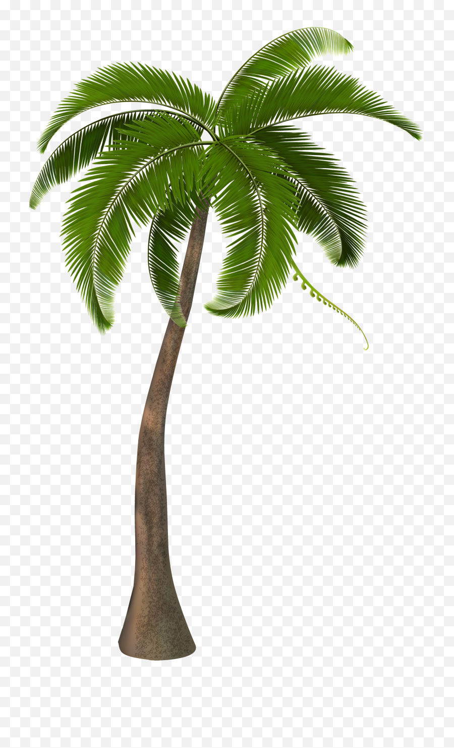 Palm Tree Png Clipart Image