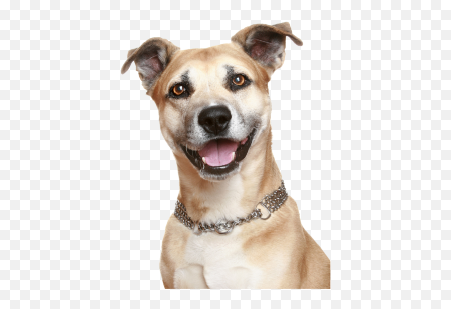 Happy Dog Png Image - Dog Bark For Life,Dog Png
