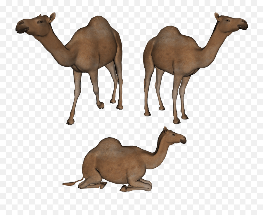 Camel Png Image Icon Favicon - Clip Art Camel Family,Camel Png