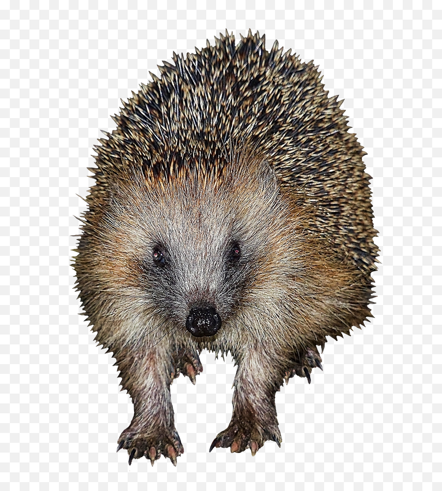 Hedgehog Clipart - Domesticated Hedgehog Png,Hedgehog Transparent Background