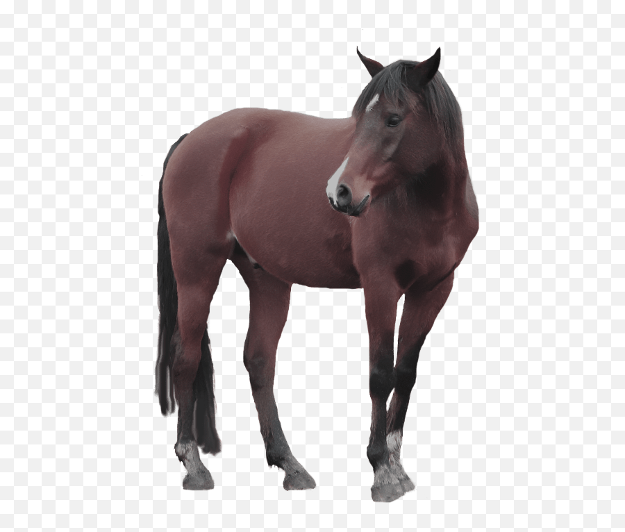 Horse Standing Transparent Image Free Png Images - Horse Transparent Background,Horse Transparent Png