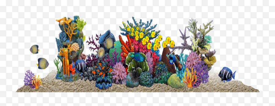 Tropical Fish Aquarium In Virginia Beach - Real Coral Reef Png,Tropical Fish Png