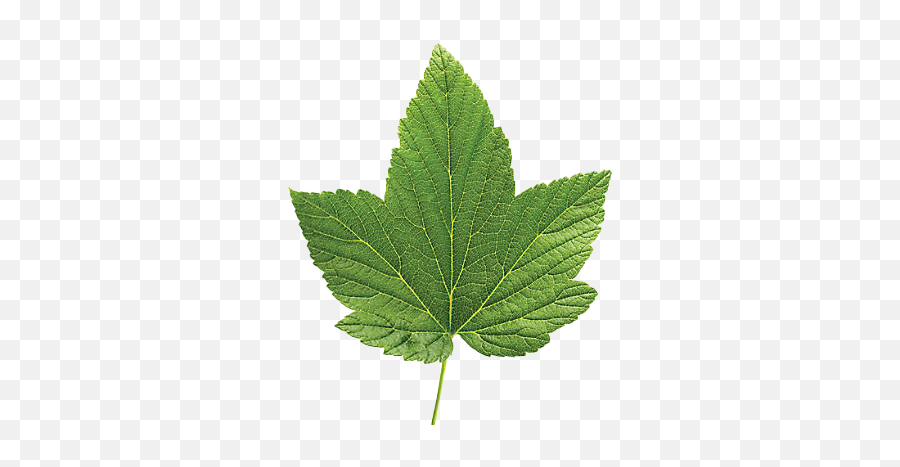Green Leaves Transparent Images - Green Leaf Cut Out Png,Leaf Transparent