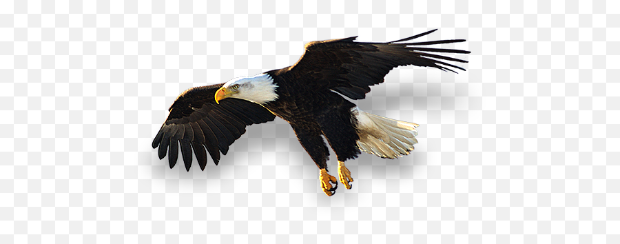 Sea Eagle Tribal - Bald Eagle Png,Bald Eagle Png