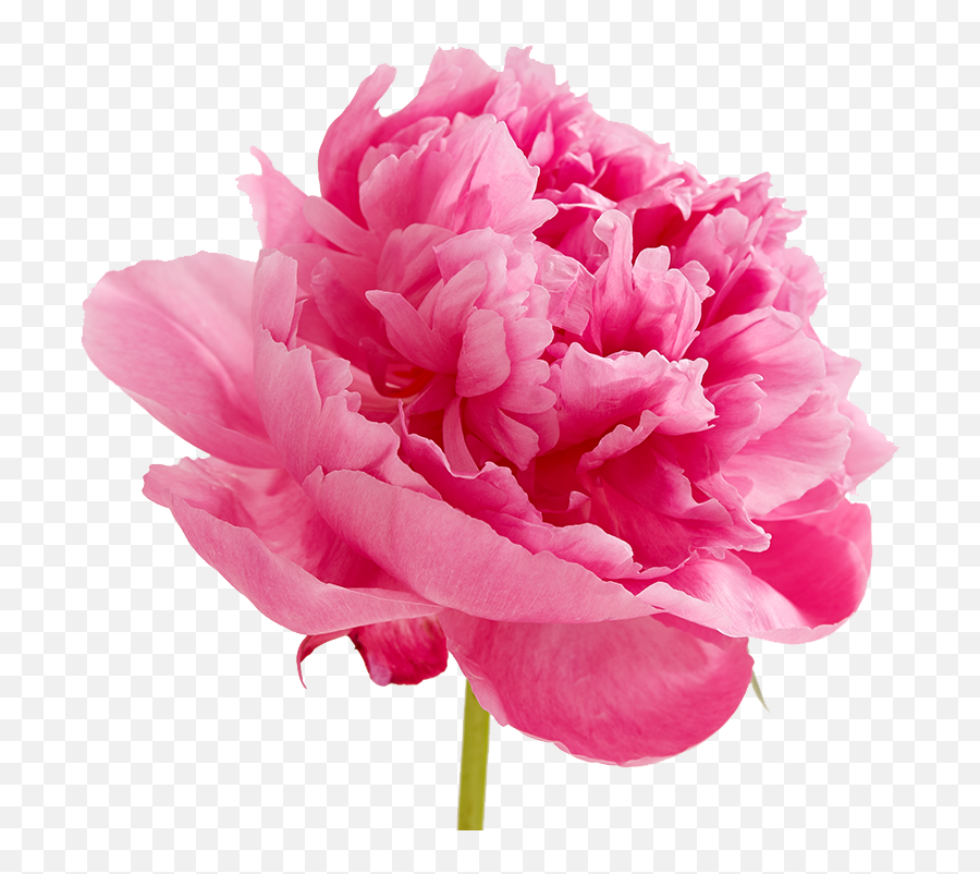 Peonies Png Image - Pink Carnation Flowers Clipart,Peonies Png