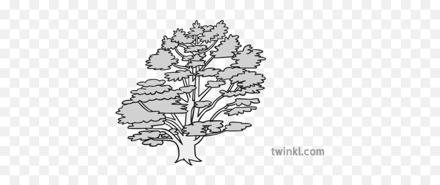 Cedar Tree Black And White Illustration - Twinkl Broomrape Png,Cedar Tree Png