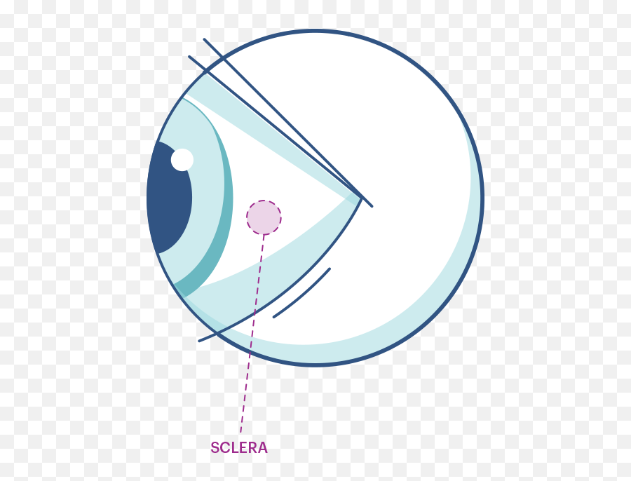 Human Eye Anatomy Acuvue Malaysia - Sclera Illustration Png,Human Eye Png