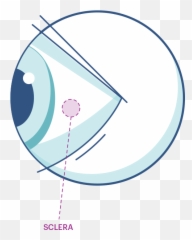 Human Eye Anatomy Acuvue Malaysia - Sclera Illustration png