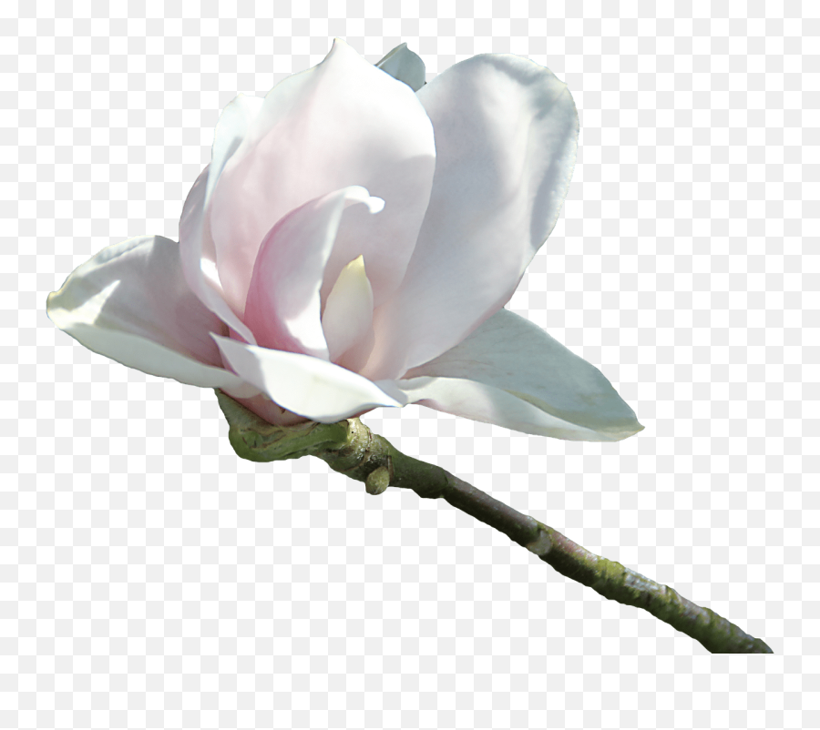 Velvetty White Flower Transparent Png - Portable Network Graphics,White Flower Transparent