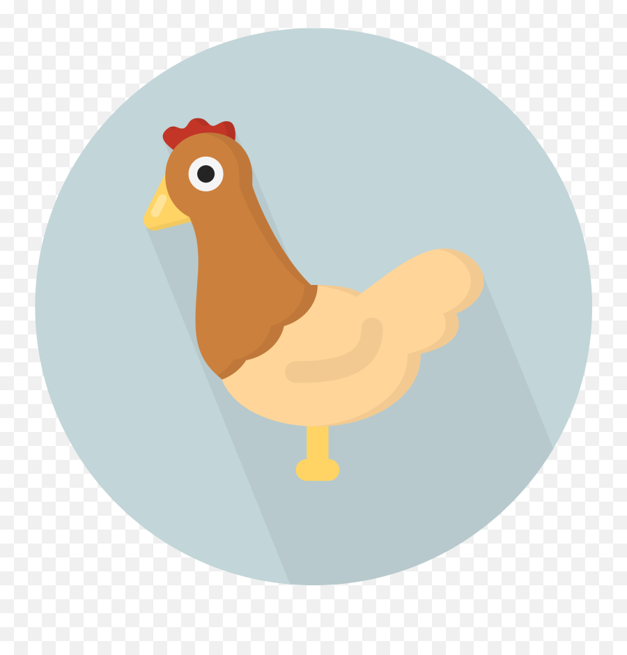Chicken Flat Icon Png - Hen Icon,Chickens Png