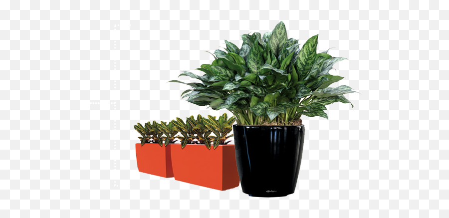 Indoor Plant Hire Melbourne - Aglaonema Mary Ann Full Size Aglaonema Mary Ann Png,Indoor Plant Png