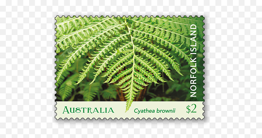 Norfolk Island Tree Fern - Australia Post Vertical Png,Ferns Png