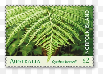 Norfolk Island Tree Fern - Australia Post Vertical Png,Ferns Png