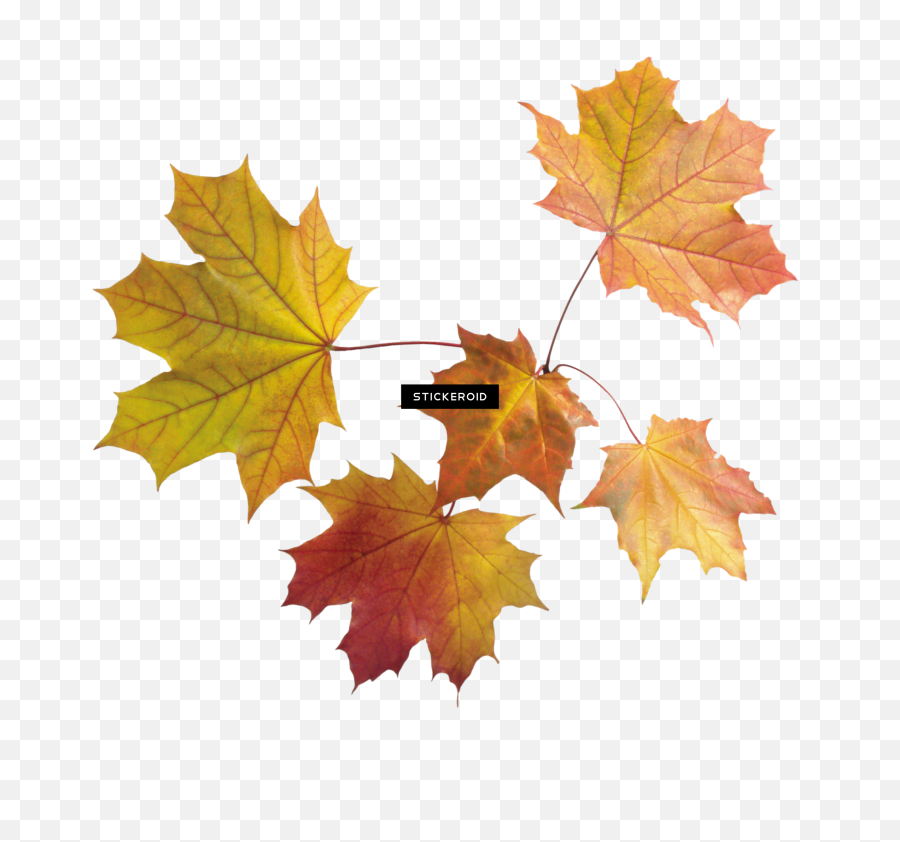 Autumn Leaf Leaves - Transparent Maple Leaves Png,Leaf Transparent Background