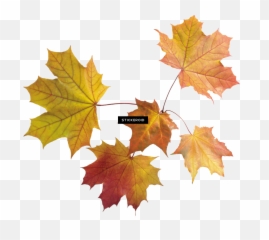 Autumn Leaf Leaves - Transparent Maple Png