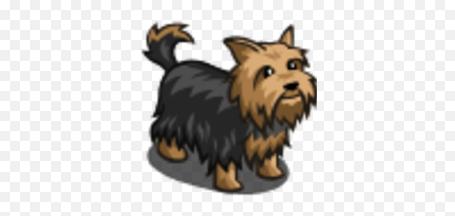 Yorkie - Vulnerable Native Breeds Png,Yorkie Png