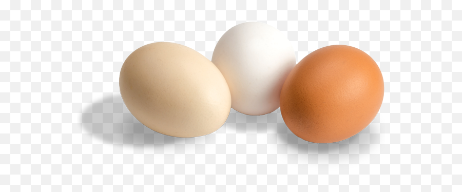 Evolution Of U - Solid Png,Eggs Png