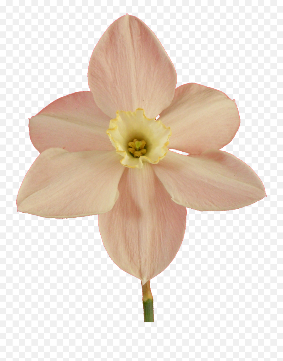 Filenarcissus20090514 37png - Wikimedia Commons Daffodil,Daffodil Png