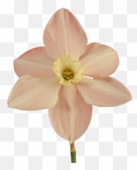 Filenarcissus20090514 37png - Wikimedia Commons Daffodil,Daffodil Png