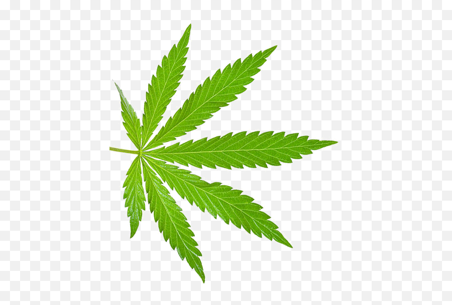 High Expectations Tours - Marijuana Leaf Png,Hemp Leaf Png