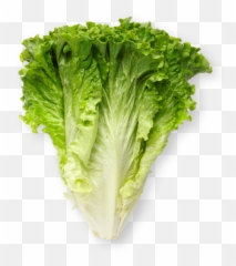 Leaf Lettuce - Superfood png